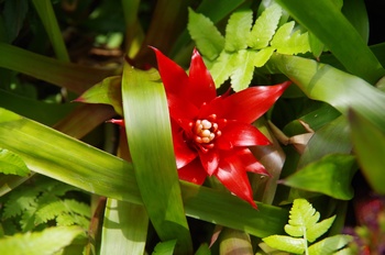 ��o�s�ΉԌ��� �O�Y�}�j�A