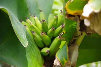 ��o�s�ΉԌ��� �o�i�i