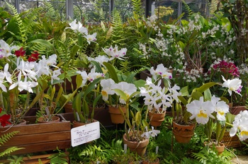 ��o�s�ΉԌ��� �J�g���A