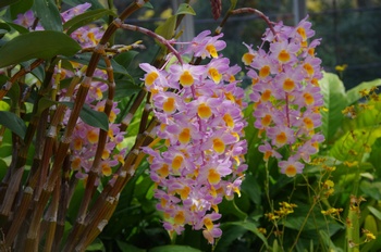 ��o�s�ΉԌ��� �V���r�W�E��