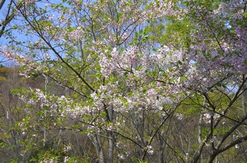 ��o�s�ΉԌ��� ��