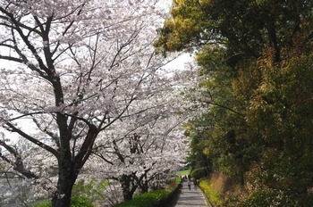 ��o�s�ΉԌ��� ��