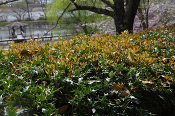 ��o�s�ΉԌ��� �q�C���M