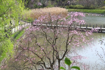 ��o�s�ΉԌ��� �T�N��