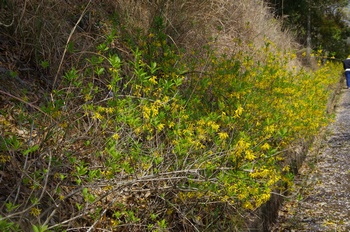 ��o�s�ΉԌ��� �����M���E