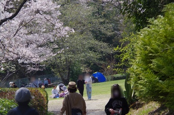 ��o�s�ΉԌ��� �Ő��L��