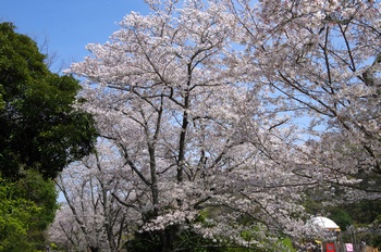 ��o�s�ΉԌ��� ������