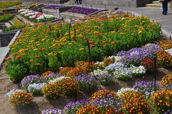 ��o�s�ΉԌ��� �Ԓd