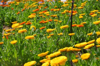 ��o�s�ΉԌ��� �L���Z���J