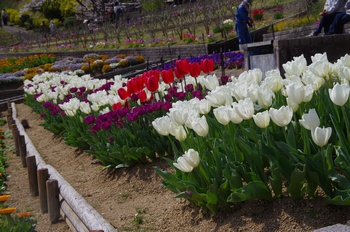 ��o�s�ΉԌ��� �`���[���b�v