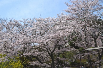 ��o�s�ΉԌ��� ������