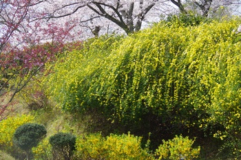 ��o�s�ΉԌ��� ���F����