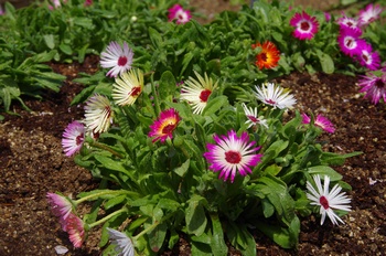 ��o�s�ΉԌ��� ���r���O�X�g���f�[�W�[