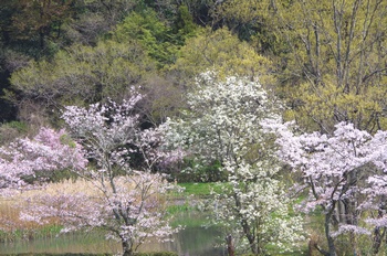 ��o�s�ΉԌ��� �i�F