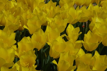 ��o�s�ΉԌ��� �`���[���b�v