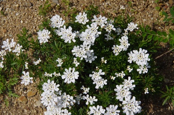 ��o�s�ΉԌ��� �C�x���X