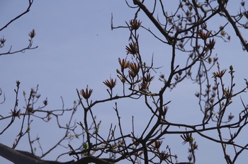 ��o�s�ΉԌ��� �����m�L