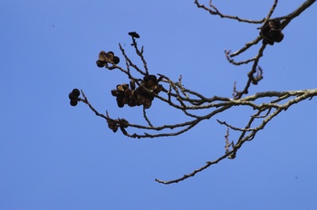 ��o�s�ΉԌ��� �I�K�^�}�m�L