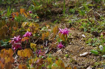 ��o�s�ΉԌ��� �g�L���C�J���\�E