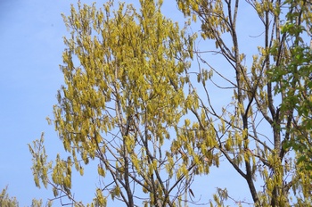 ��o�s�ΉԌ��� �A�x�}�L