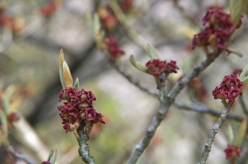 ��o�s�ΉԌ��� �V�i�}���T�N