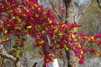 ��o�s�ΉԌ��� �x�j�o�i�g�L���}���T�N