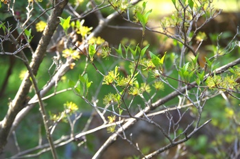 ��o�s�ΉԌ��� �N�����W