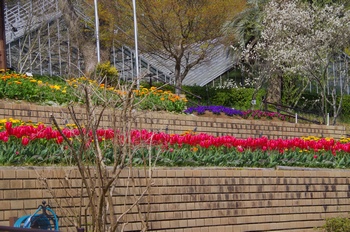 ��o�s�ΉԌ��� �`���[���b�v