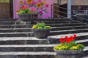 ��o�s�ΉԌ��� ��