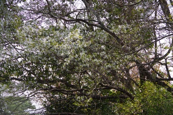 ��o�s�ΉԌ��� �T�N��