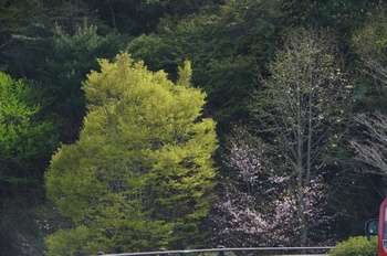 ��o�s�ΉԌ��� �V��