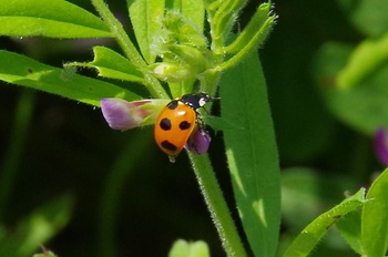 �i�i�z�V�e���g�E