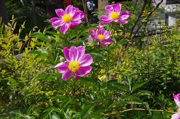 ���s���c�� �V���N���N