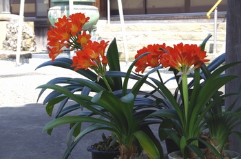 ���s�^�@���A�}�����X