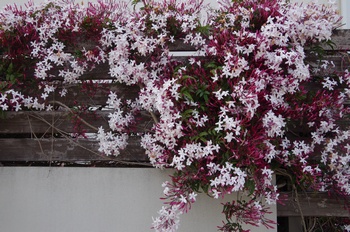 ���s�M�B�h �n�S�����W���X�~��