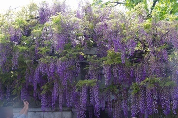 ���s�M�B�h ��c��