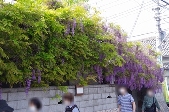 ���s�M�B�h ��c��