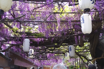 ���s�M�B�h ��c��