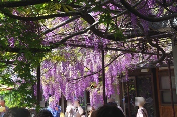 ���s�M�B�h ��c��