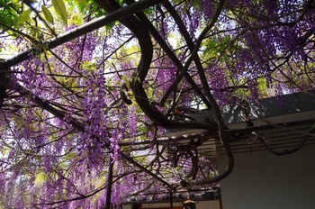 ���s�M�B�h ��c��