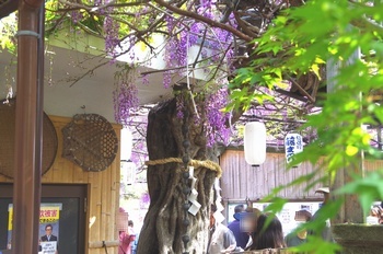 ���s�M�B�h ��c��