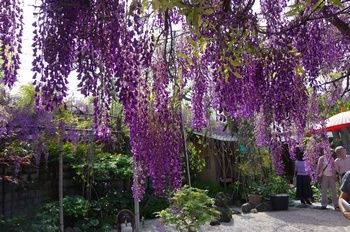 ���s�M�B�h �t�W