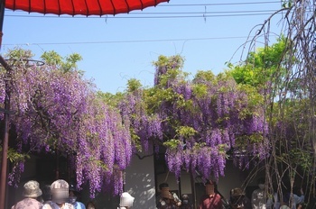 ���s�M�B�h �t�W