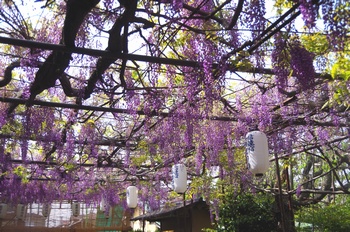 ���s�M�B�h �t�W