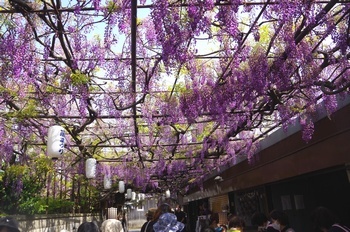 ���s�M�B�h �t�W