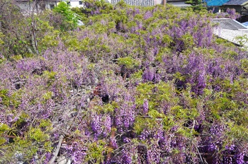 ���s�M�B�h ��