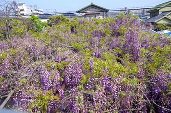 ���s�M�B�h ��