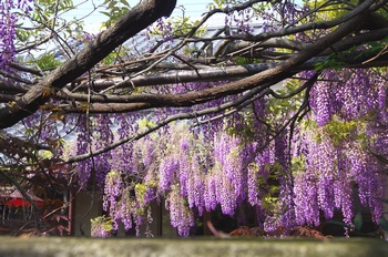 ���s�M�B�h ��