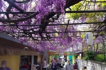 ���s�M�B�h ��