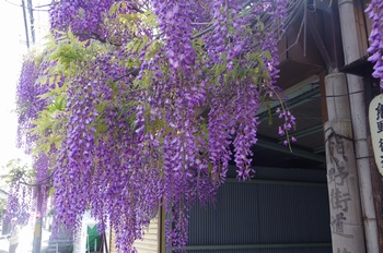 ���s�M�B�h ��